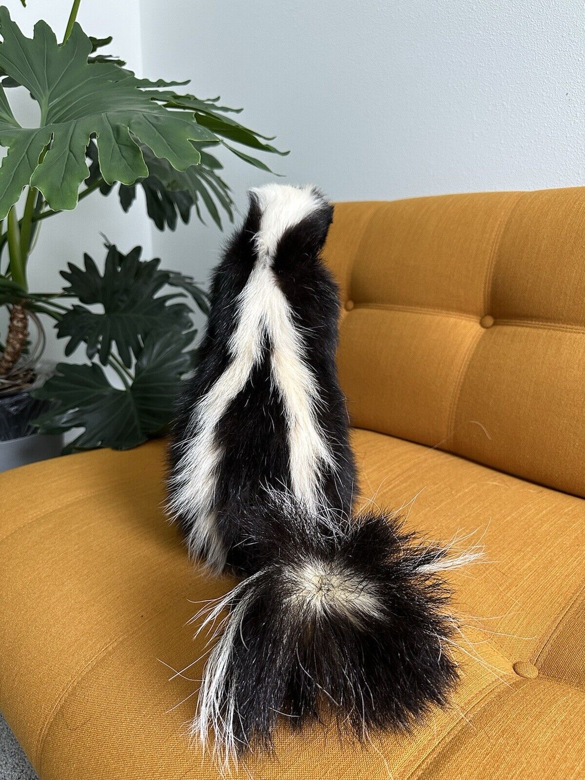 Large Prime Skunk Taxidermy Mount