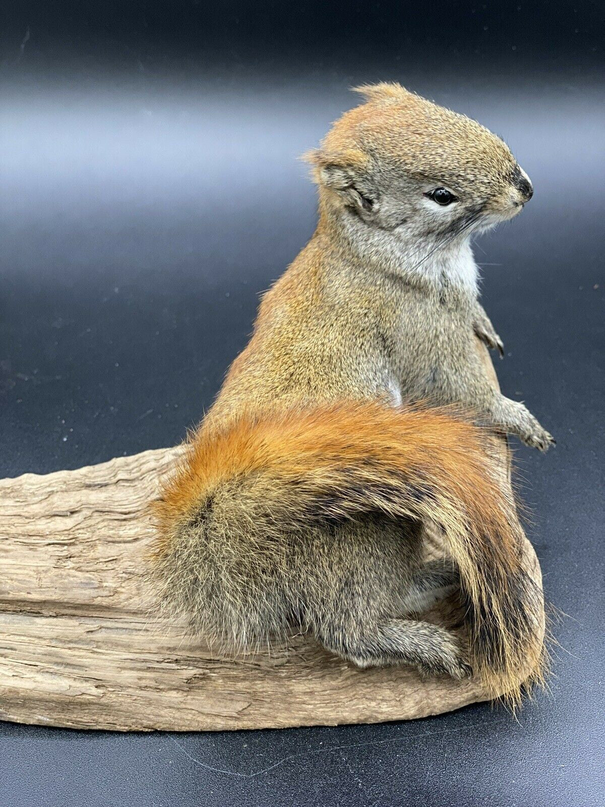 Beautiful Adorable Red Squirrel Small Animal Taxidermy Mount Art Wildlife