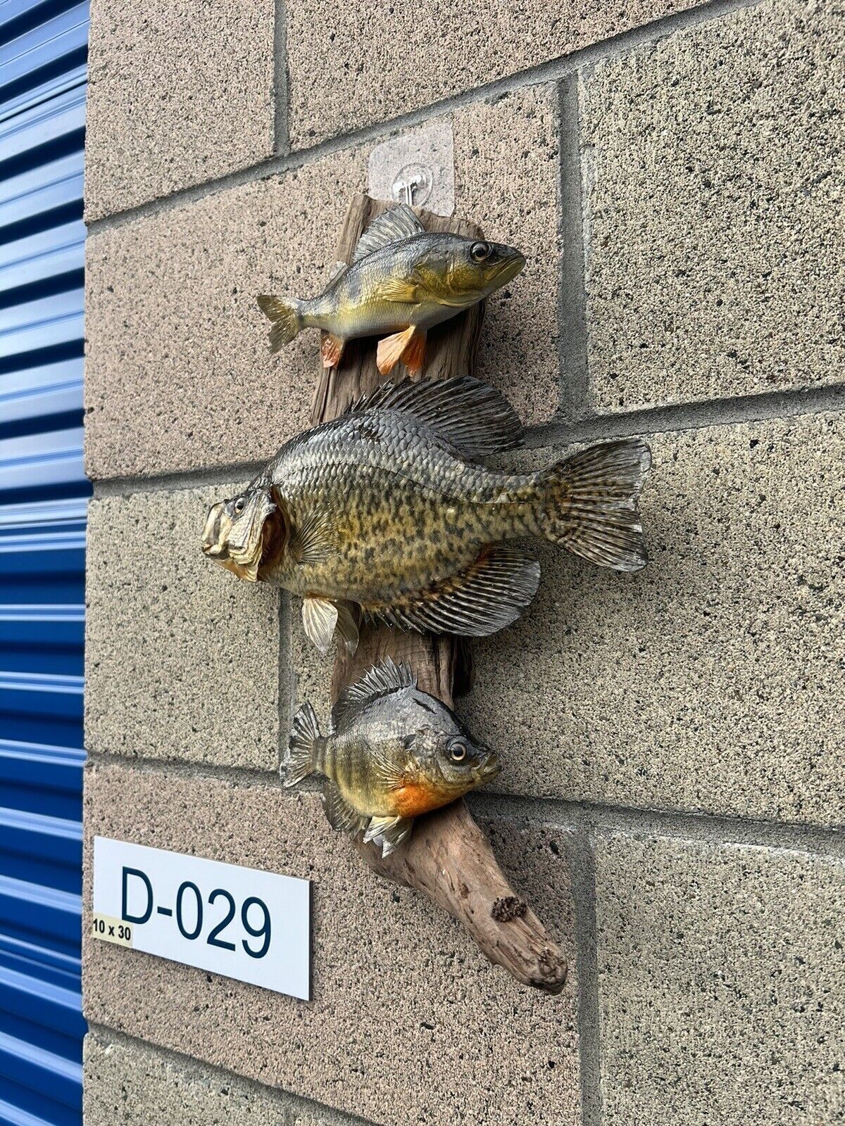 Real Skin Beautiful Sunfish Crappie Perch Fish Taxidermy Wall Mount
