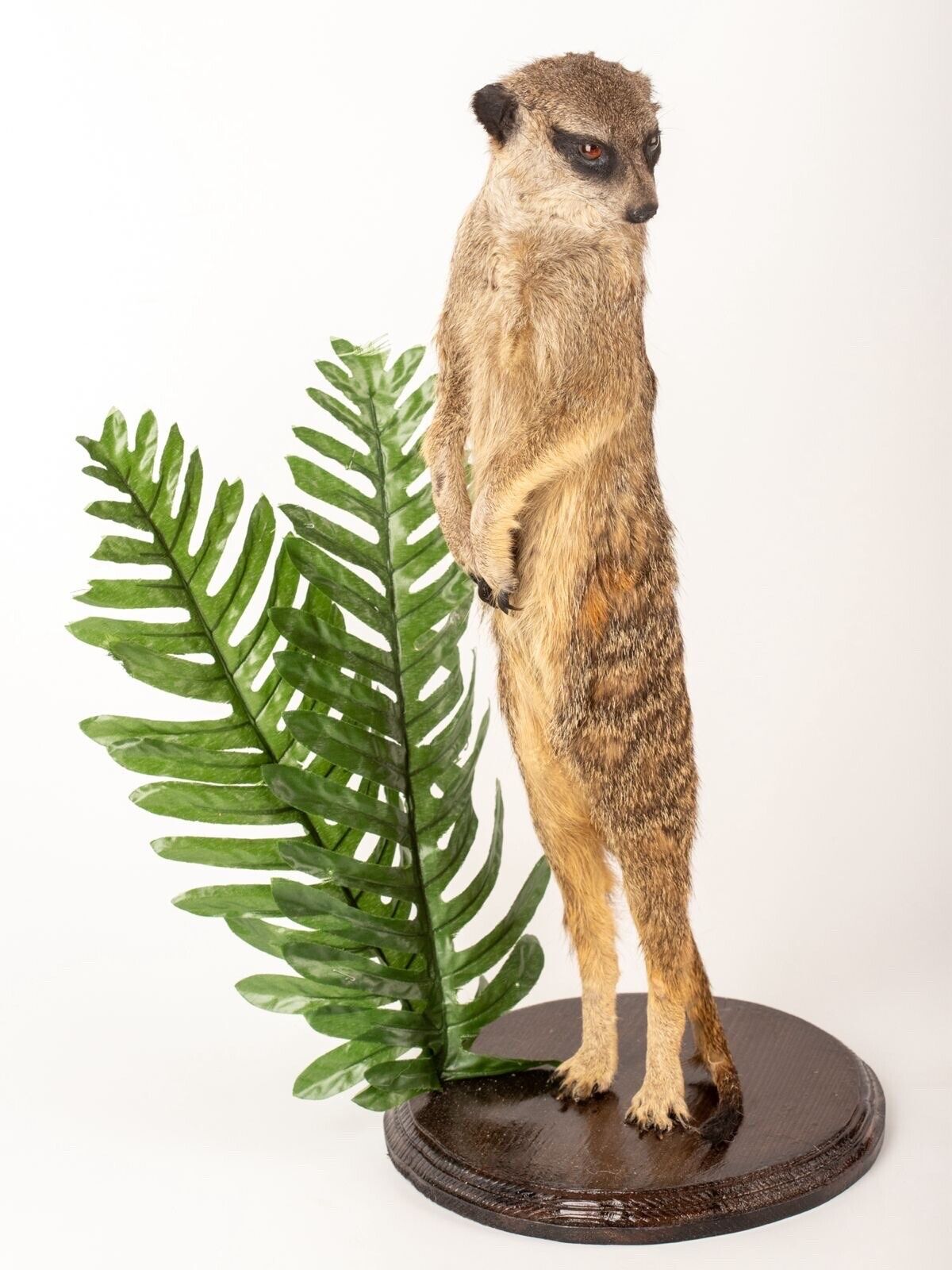 Rare Meerkat / Suricate Real Taxidermy Mount