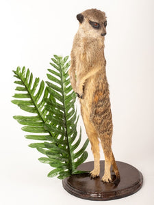 Rare Meerkat / Suricate Real Taxidermy Mount