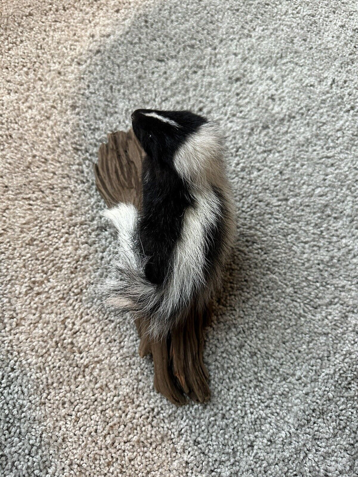 skunk baby taxidermy mount SK11