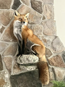 Red Fox Taxidermy Full Body Mount Cabin Camp Man Cave Home Office Den Decor NEW!