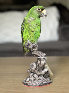 Red fronted parrot Taxidermy Mount Beautiful Colors