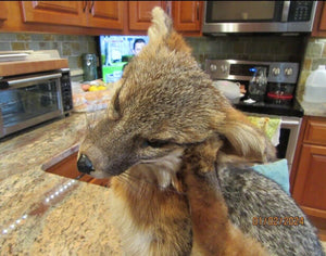 Grey Fox Taxidermy Full Body Mount Scratching Ear