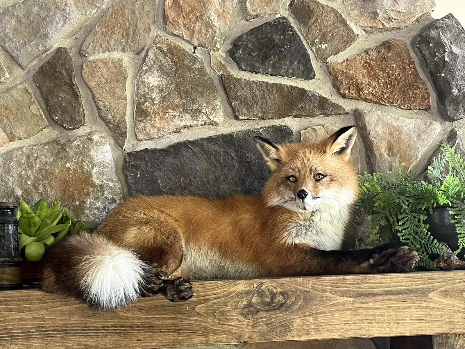 Red Fox Taxidermy Full Body Mount Cabin Camp Man Cave Home Office Den Decor NEW!