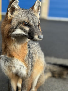 Grey Fox Taxidermy Full Body Mount Prime Fur