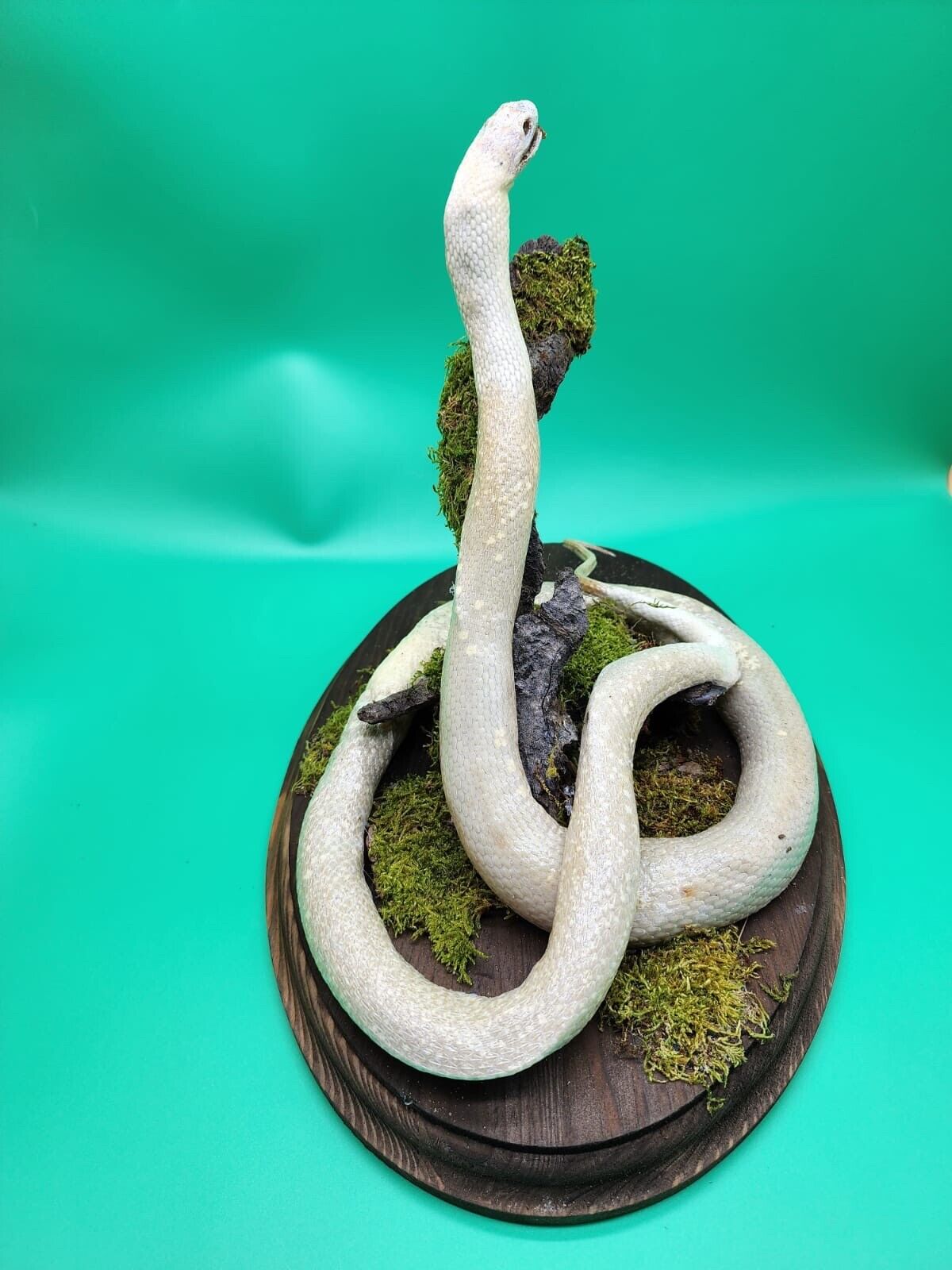 Taxidermy Snake Real Taxidermy Mount
