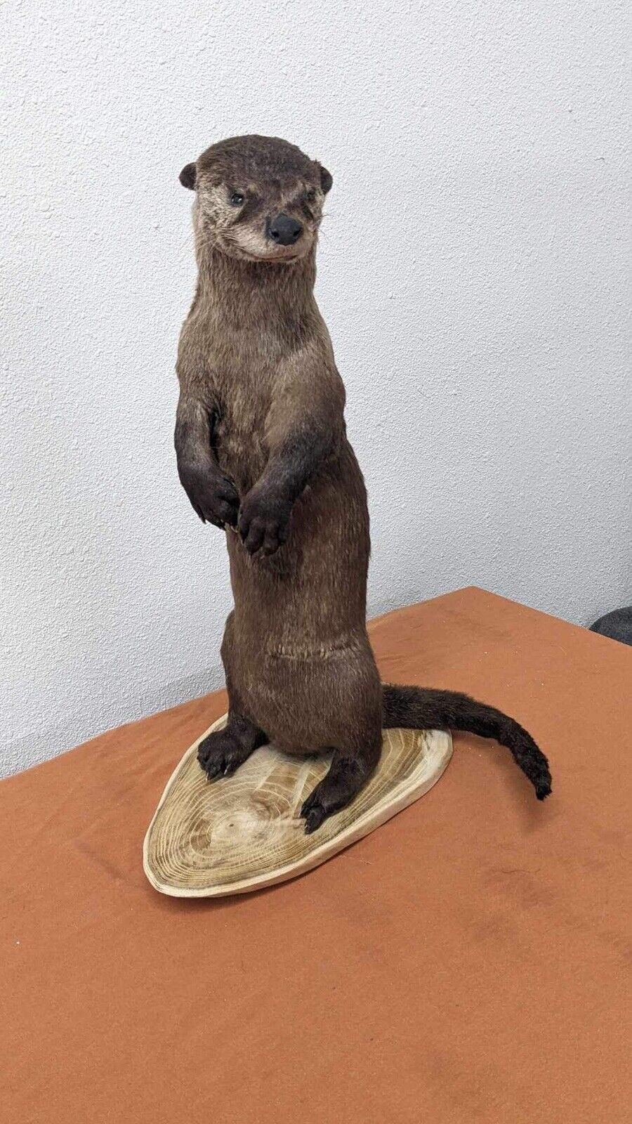 New Full Body Otter Taxidermy Mount