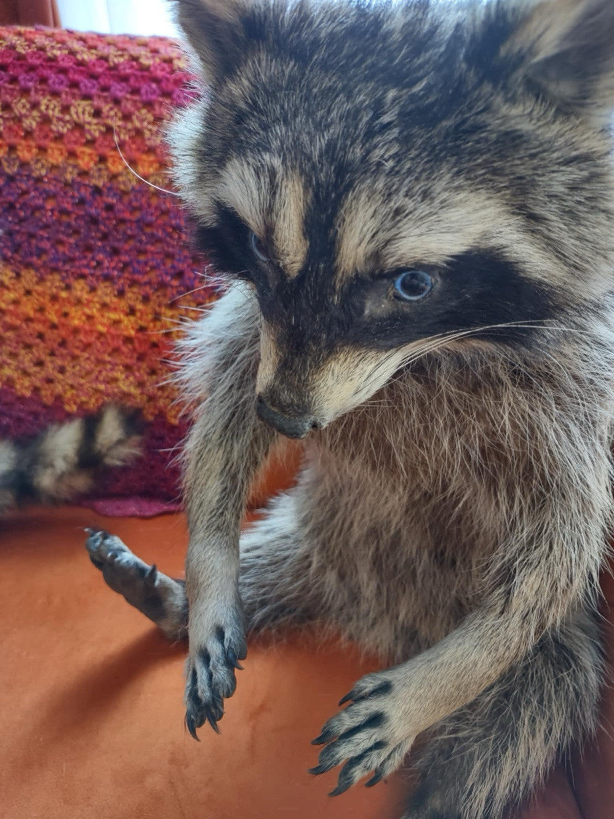 Cute Raccoon Taxidermy Mount