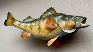 11” Perch Fish Mount - Real Skin