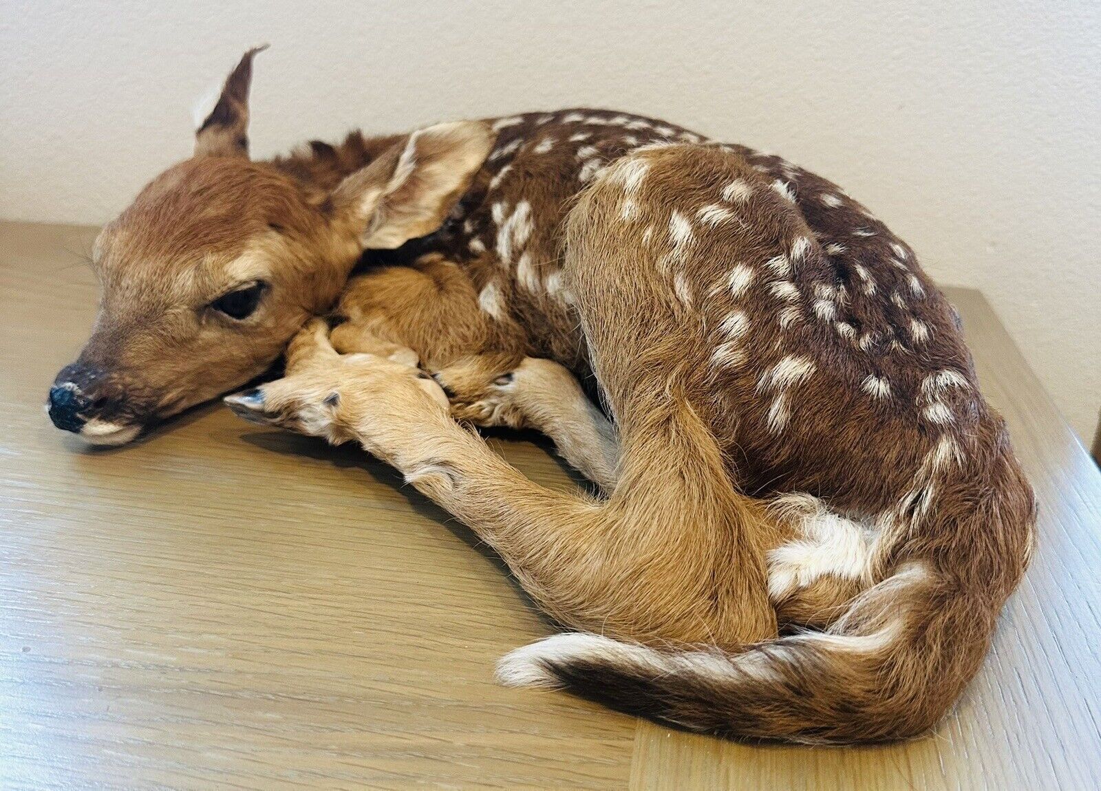 Museum Quality Real Deer Fawn Taxidermy Mount