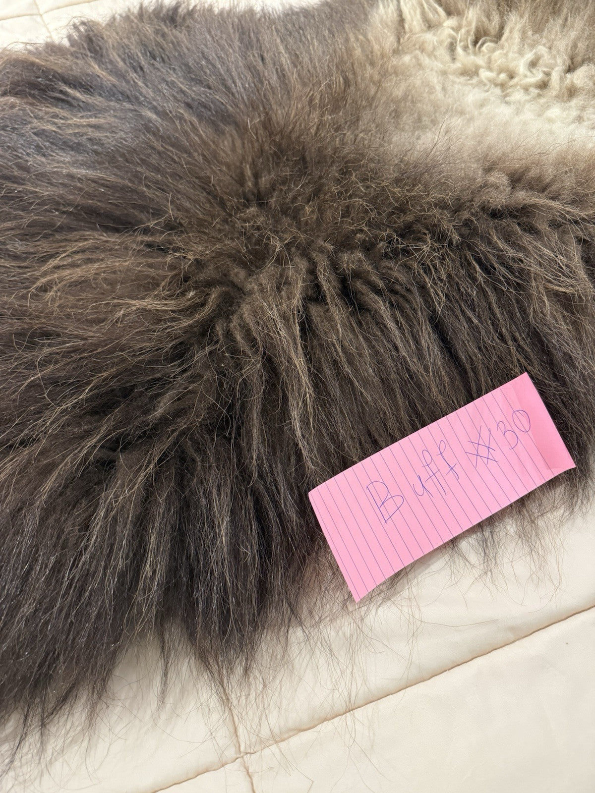 FHBD7 - Prime Real Muskox Fresh  Taxidermy Rug Hide