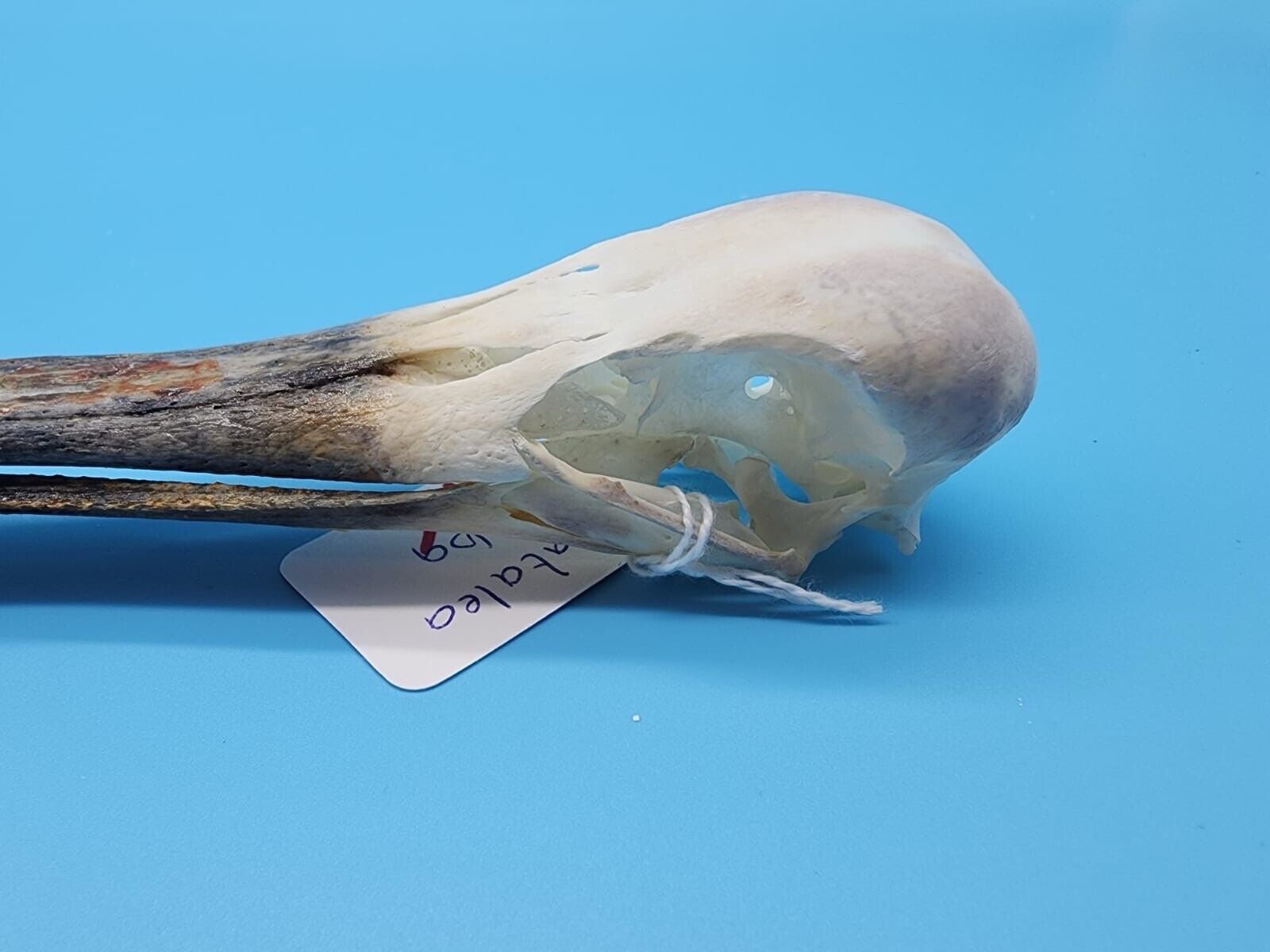 Real African spoonbill Bird Skull Taxidermy Sk5