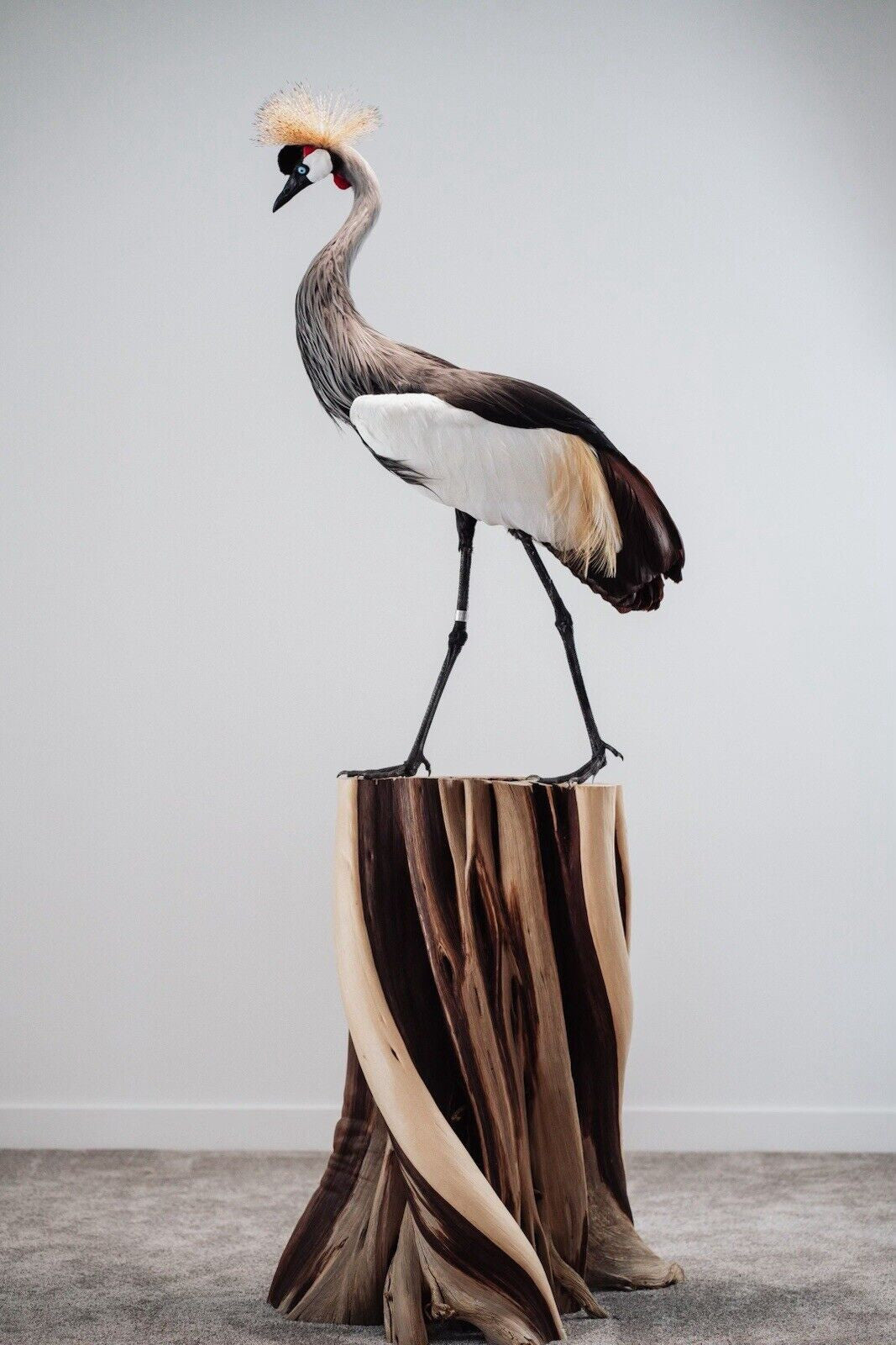 Museum Quality GREY-CROWNED CRANE TAXIDERMY BIRD MOUNT Beautiful Feathers