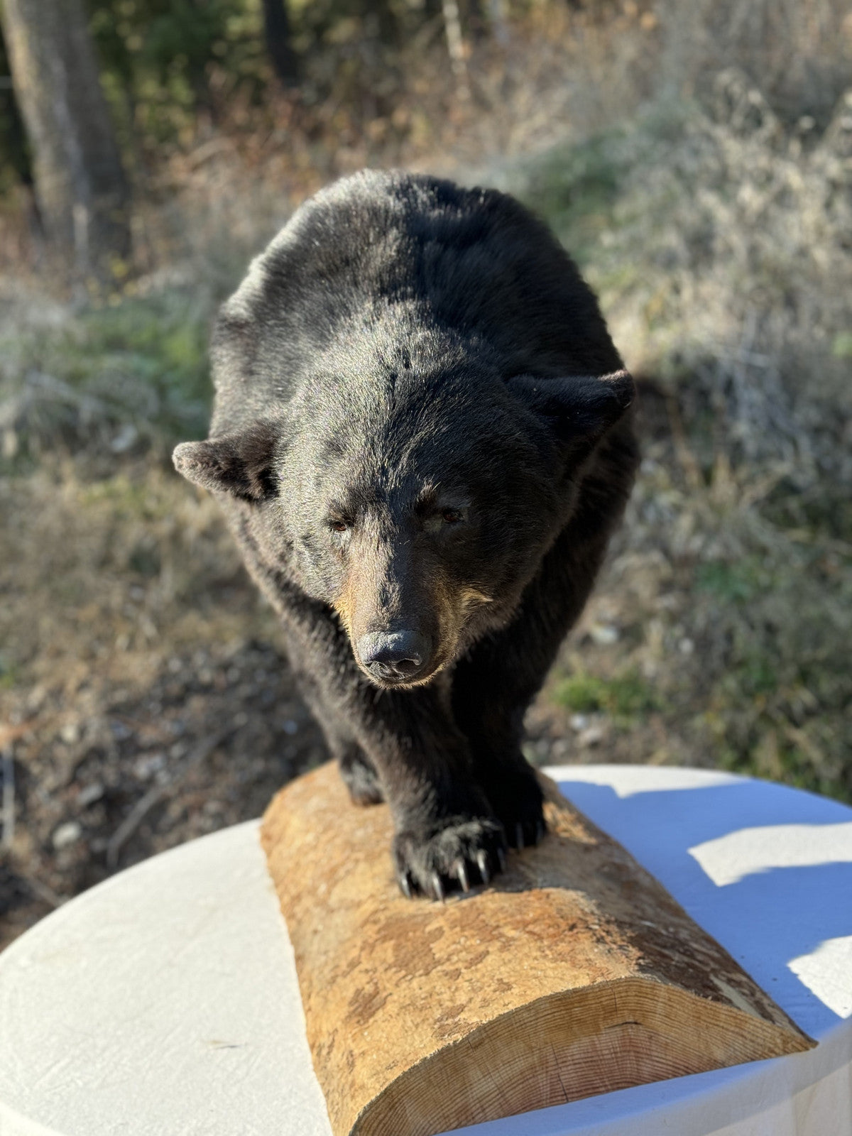 Black bear full body mount new