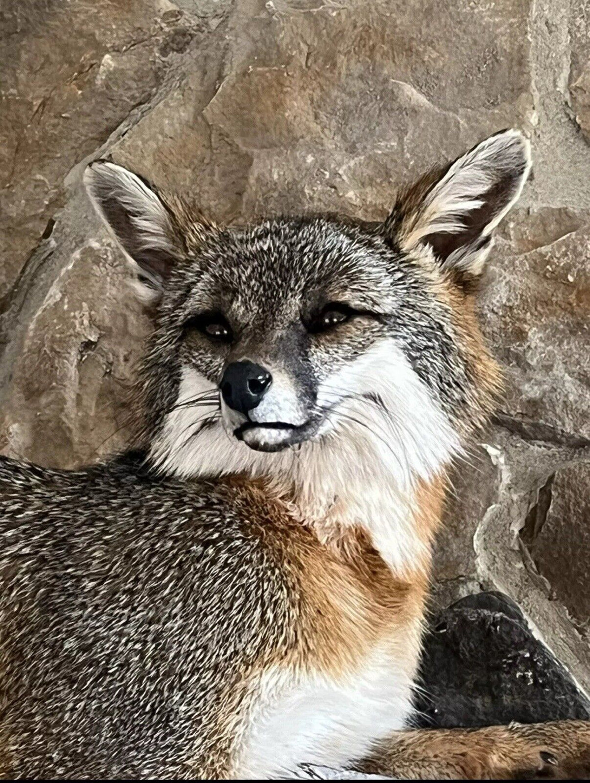 FHWA1212 - Grey Fox Taxidermy Full Body Mount Cabin Camp Man Cave Home Decor NEW