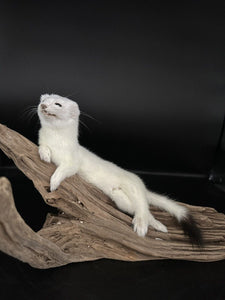 Beautiful Adorable Weasel Ermine Small Animal Taxidermy Mount Art Wildlife 14W