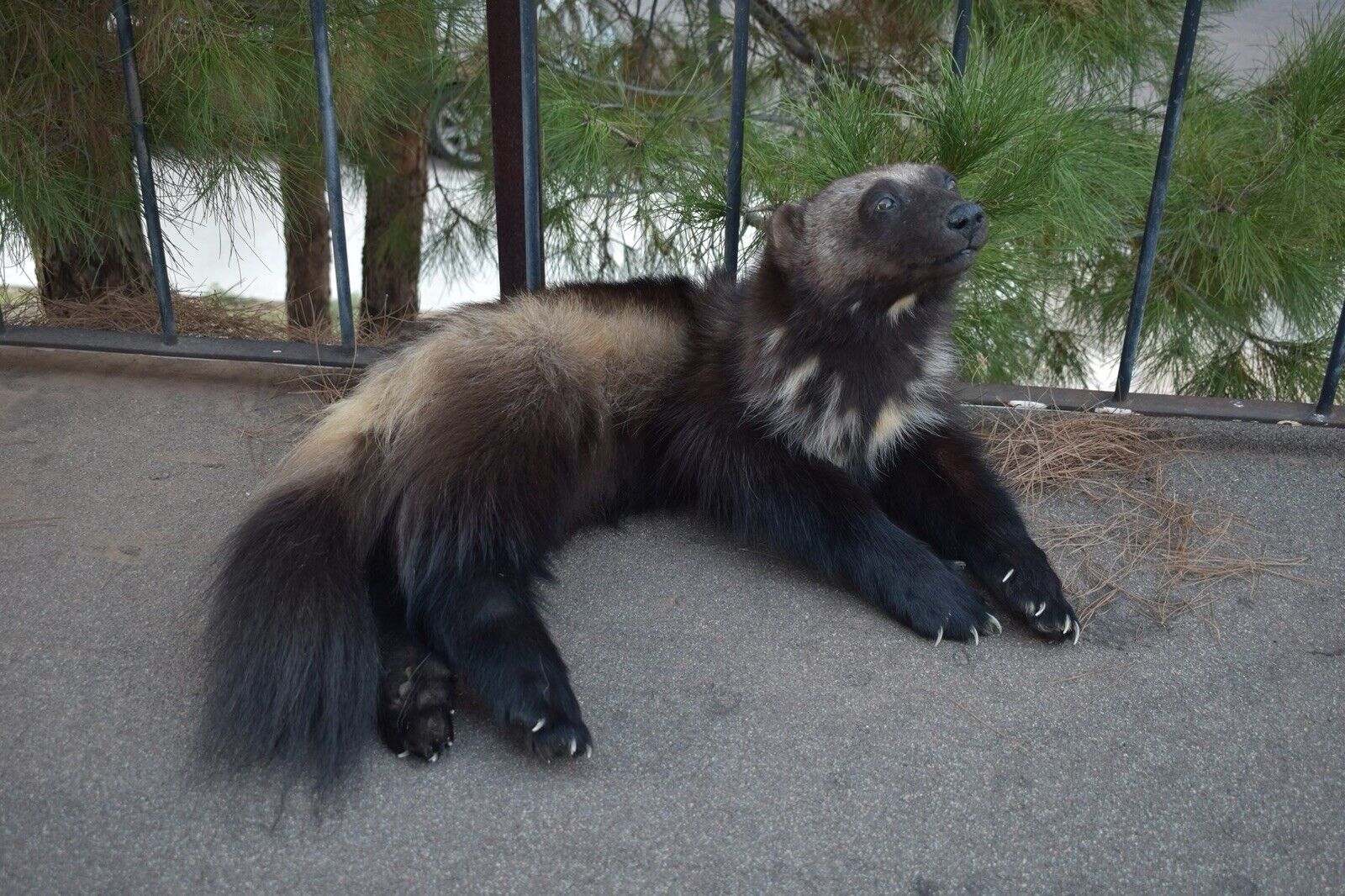FH141-Beautiful Real Alaskan Wolverine Prime Fur Taxidermy Soft Mount Posable