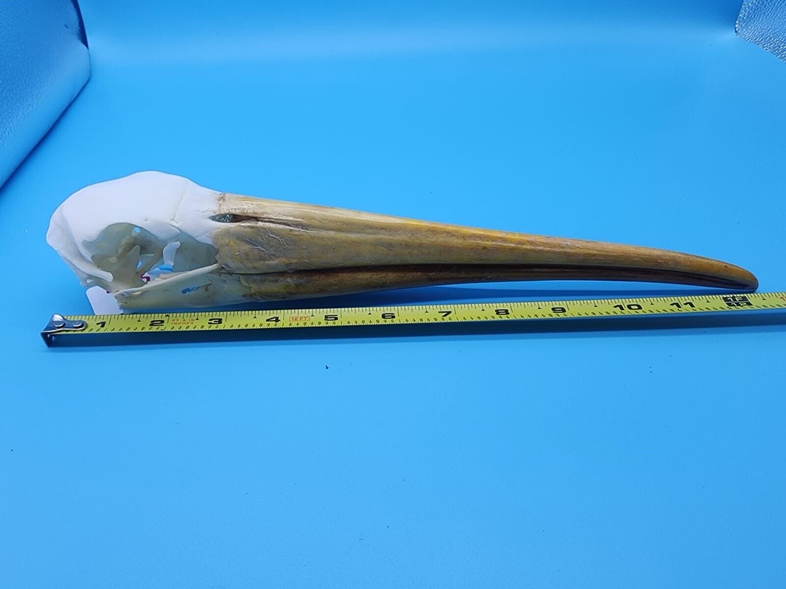 Real Yellow-billed stork Bird Skull Taxidermy Sk6