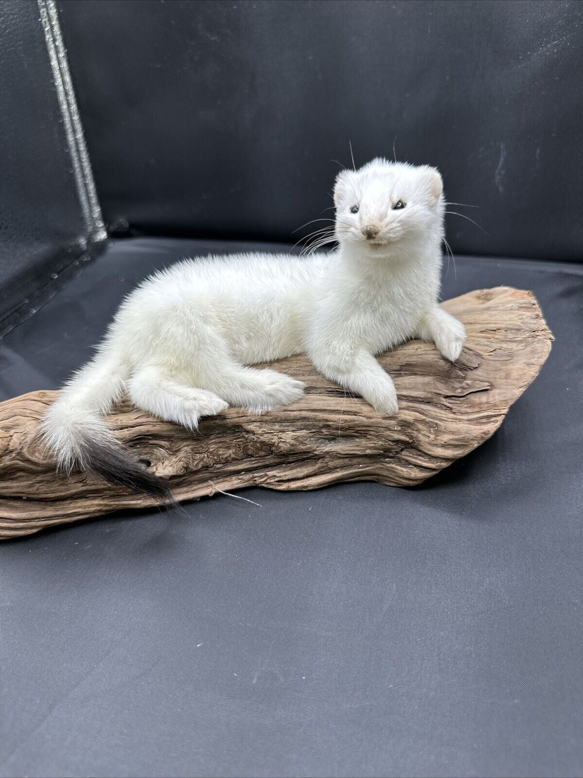 Beautiful Adorable Weasel Ermine Small Animal Taxidermy Mount Art Wildlife 51w