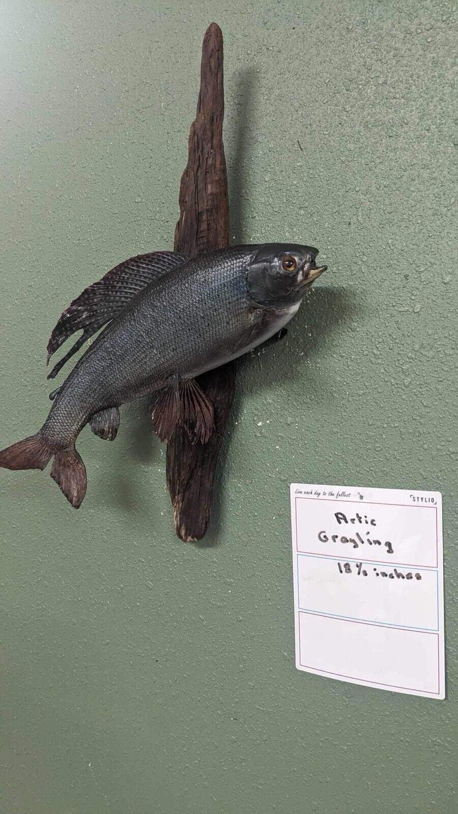 Real Skin Beautiful Artic grayling Fish Taxidermy Wall Mount