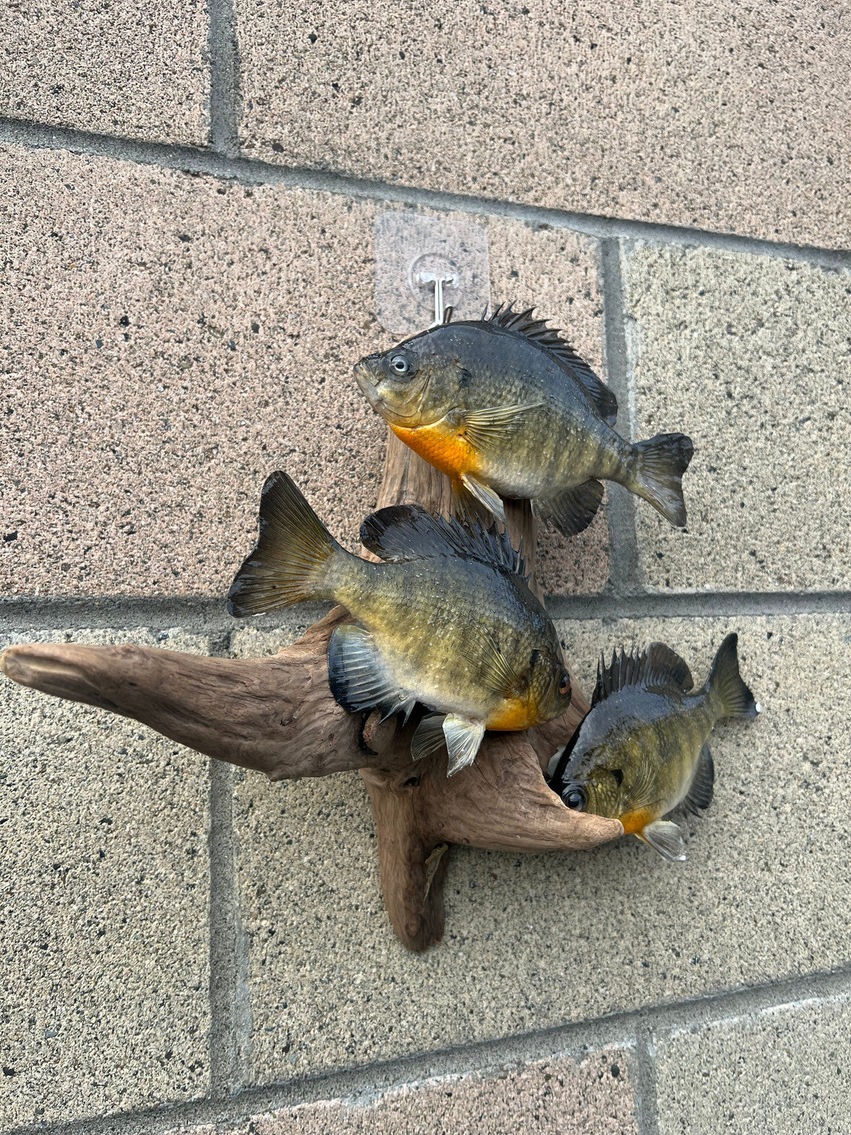 Beautiful Sunfish Fish Taxidermy Wall Mount Art Wildlife