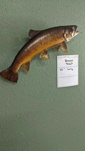 Beautiful Real Skin 23 inch Brown Trout Taxidermy Wall Mount