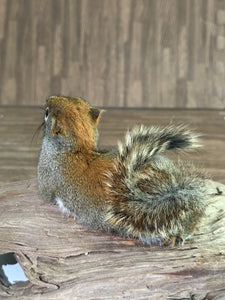 Beautiful Adorable Red Squirrel Small Animal Taxidermy Mount Art Wildlife 19S