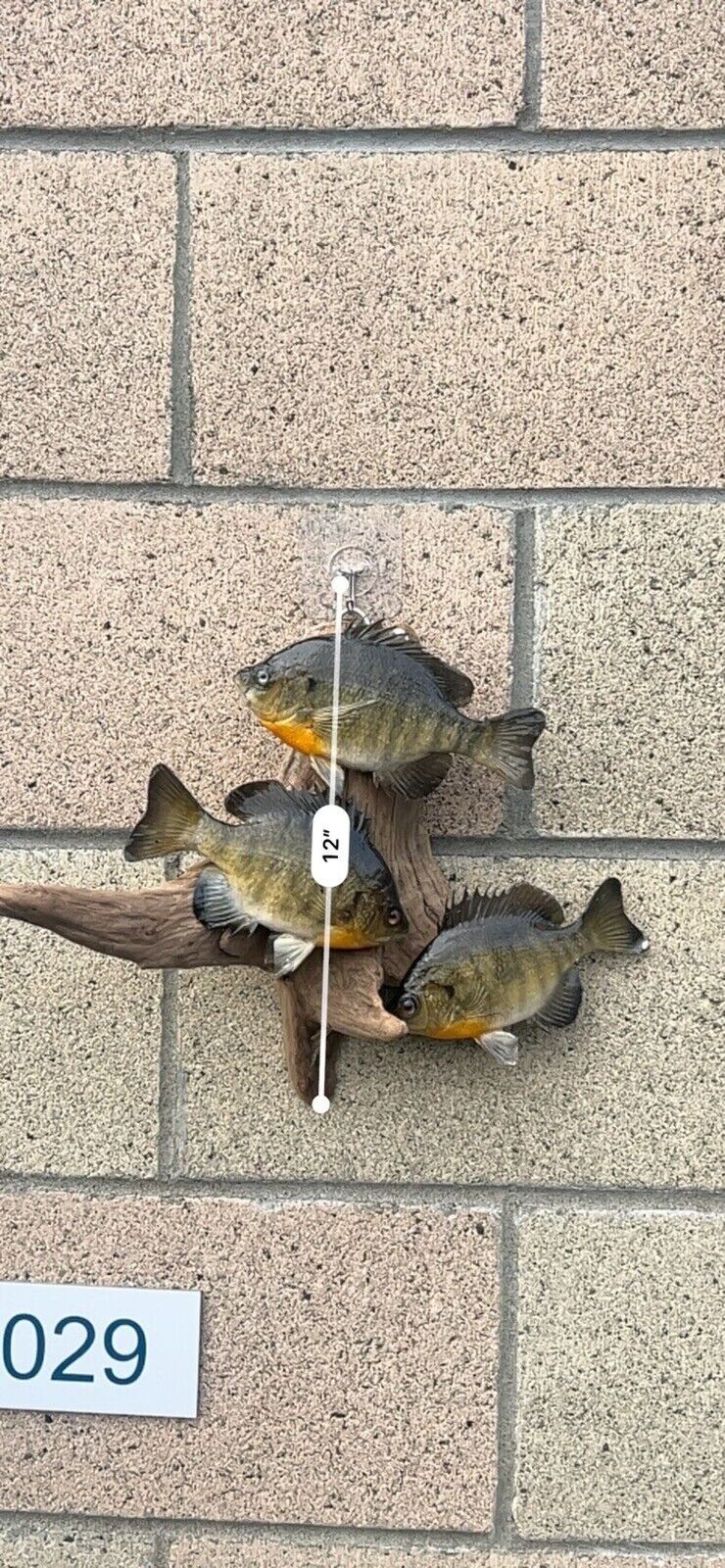Real Skin Beautiful Sunfish Fish Taxidermy Wall Mount