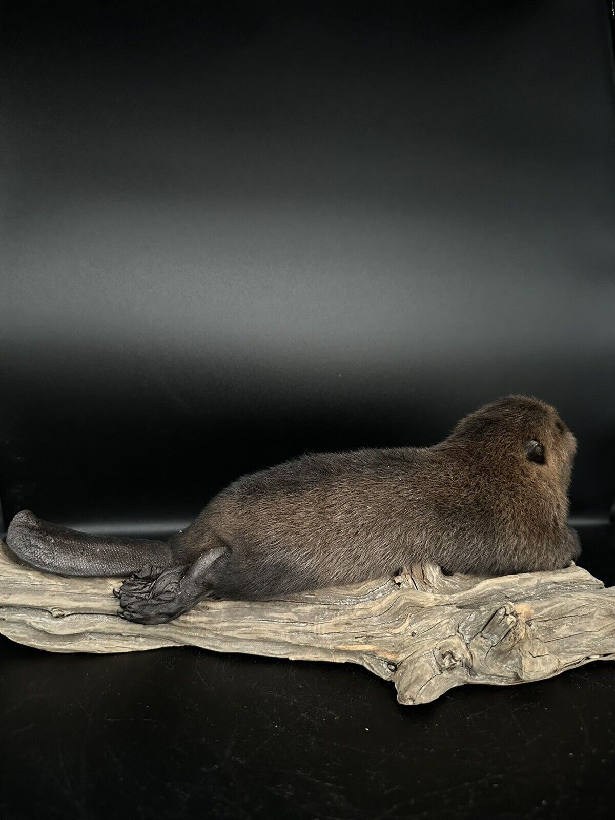 Beautiful Adorable Baby Beaver Kit Taxidermy Mount Art Wildlife 19B