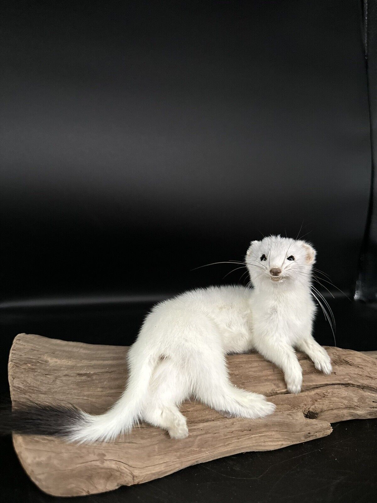 Beautiful Adorable Weasel Ermine Small Animal Taxidermy Mount Art Wildlife 15W