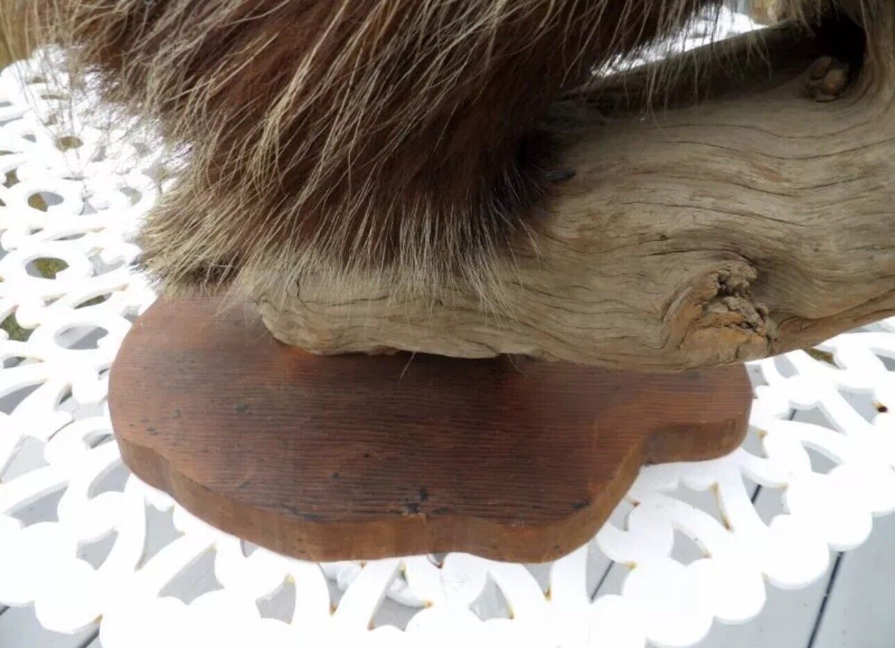 Old Taxidermy Porcupine Wooden Stand Cabin Decor