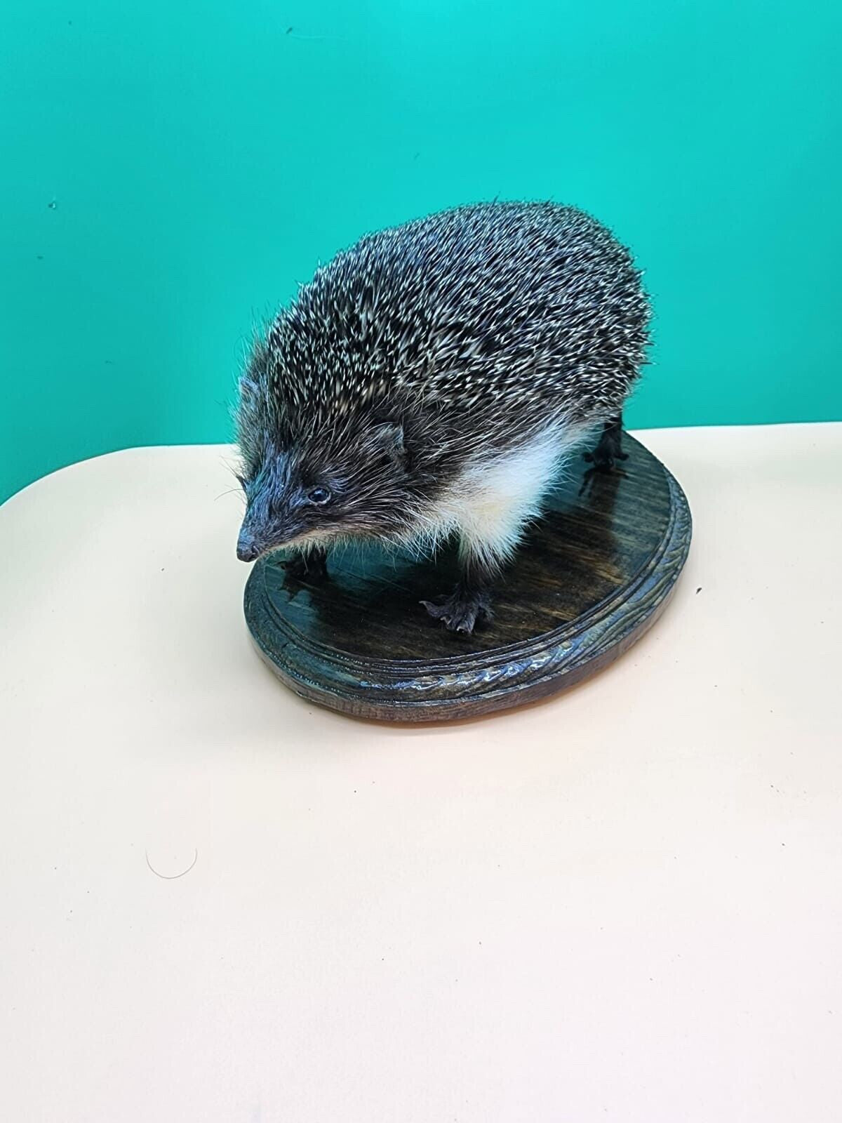 Large Hedgehog Taxidermy Mount