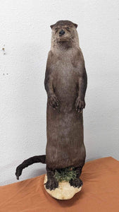 New Full Body Otter Taxidermy Mount