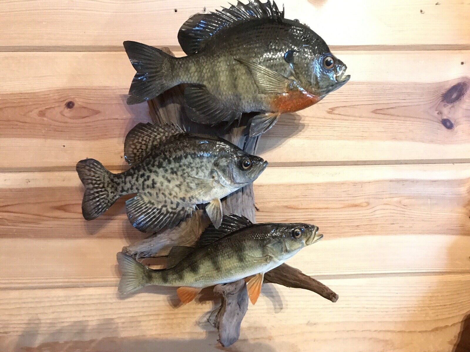 Beautiful Sunfish Crappie Perch Fish Taxidermy Wall Mount Art Wildlife