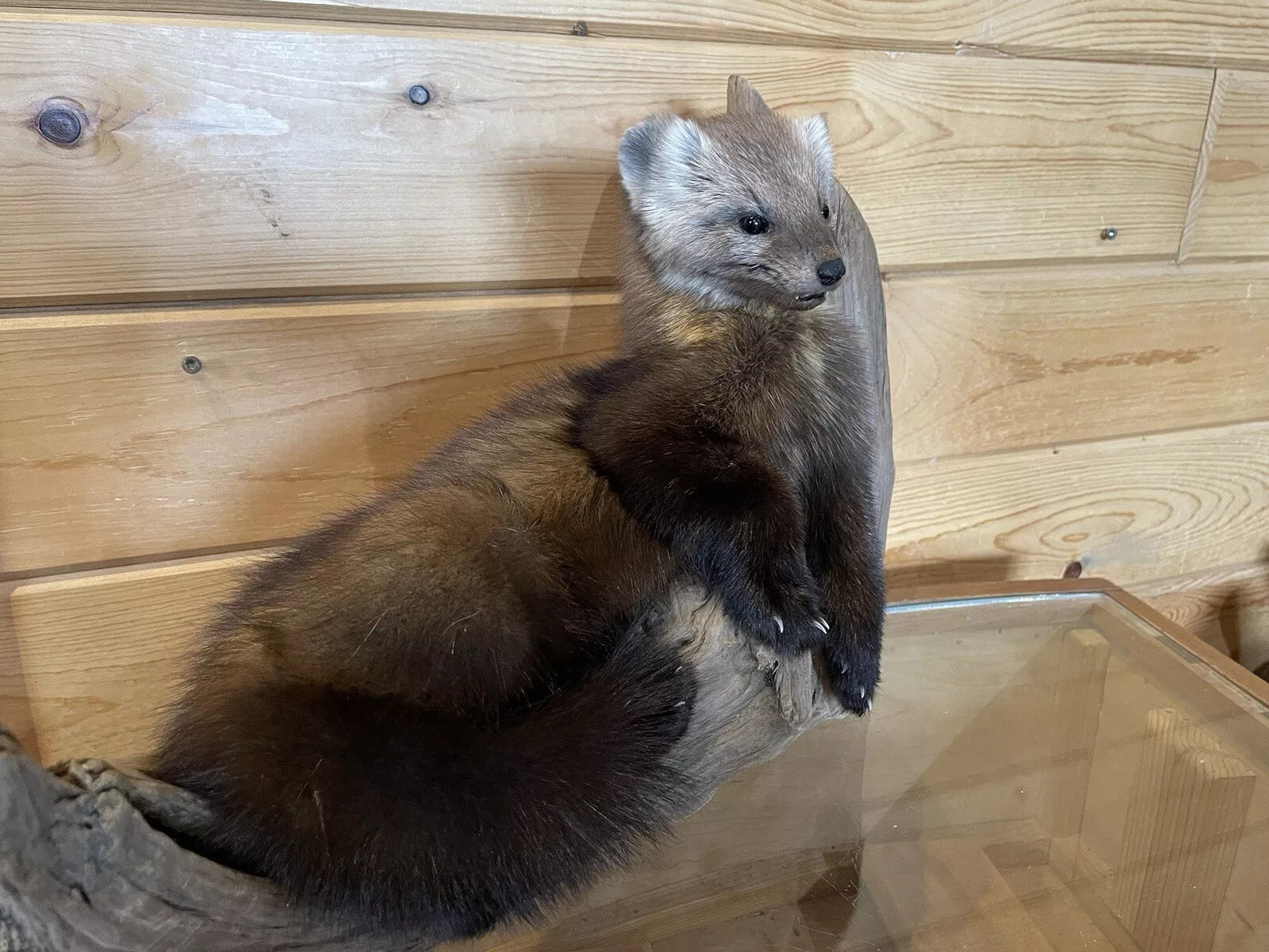 Pine Marten Alaskan Life Size Taxidermy Mount