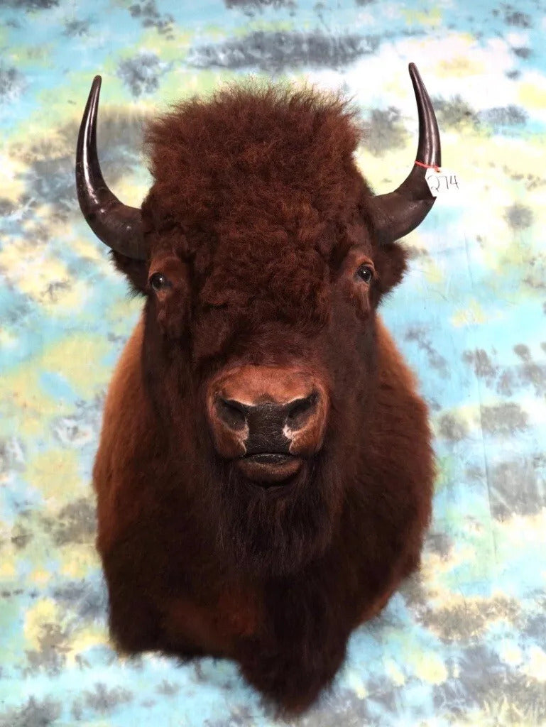Real Buffalo / Bison Shoulder Taxidermy Mount New
