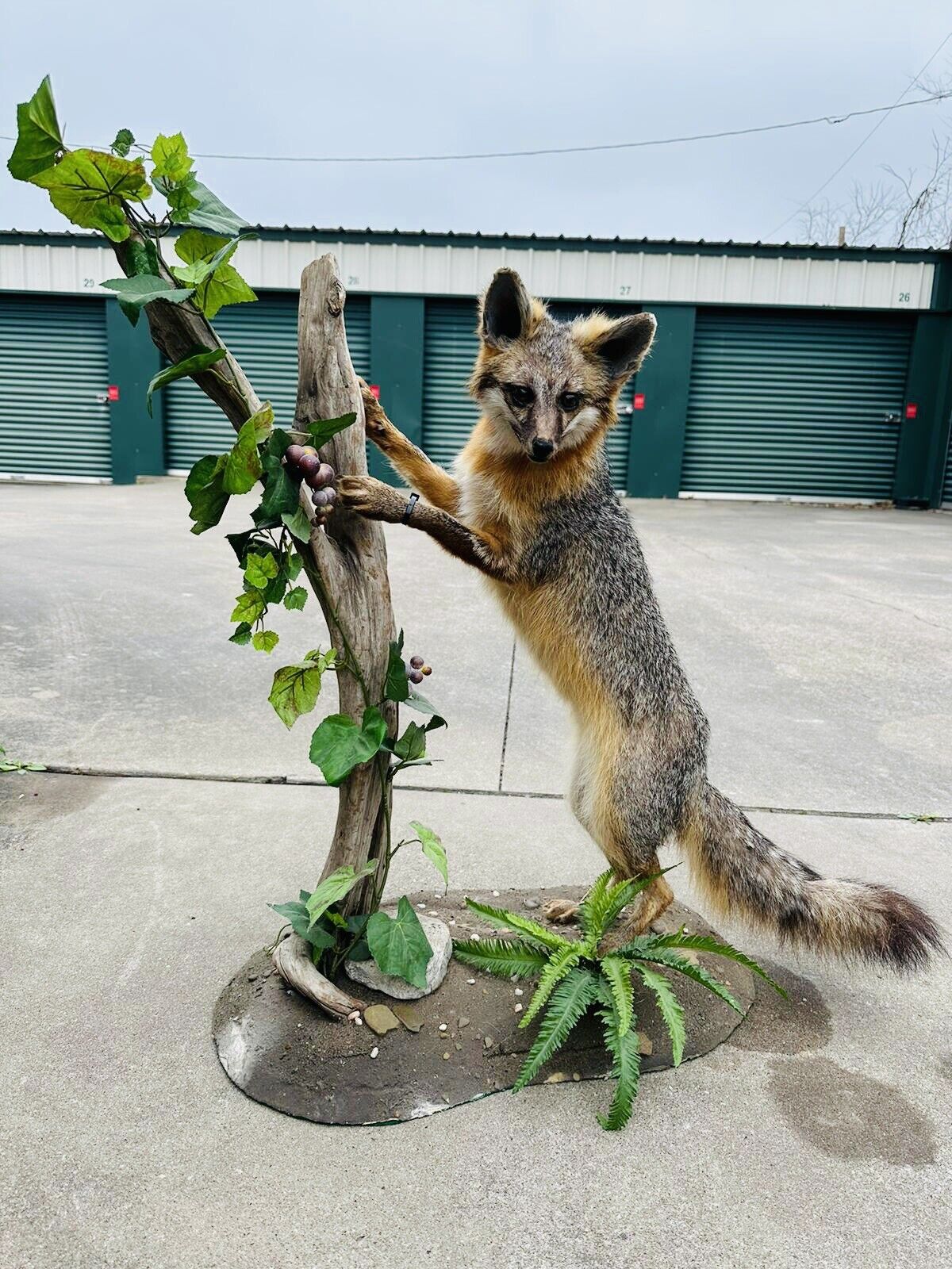 Grey Fox Taxidermy Full Body Mount Cabin Camp Man Cave Home Decor