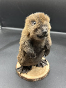 Beautiful Adorable Baby Beaver Kit Taxidermy Mount Art Wildlife 14B