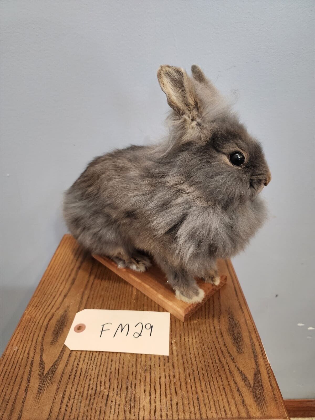 Taxidermy, CUTE, SOFT, Bunny Rabbit, Easter Bunny Log Cabin Lodge