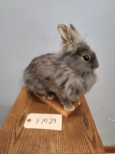 Taxidermy, CUTE, SOFT, Bunny Rabbit, Easter Bunny Log Cabin Lodge