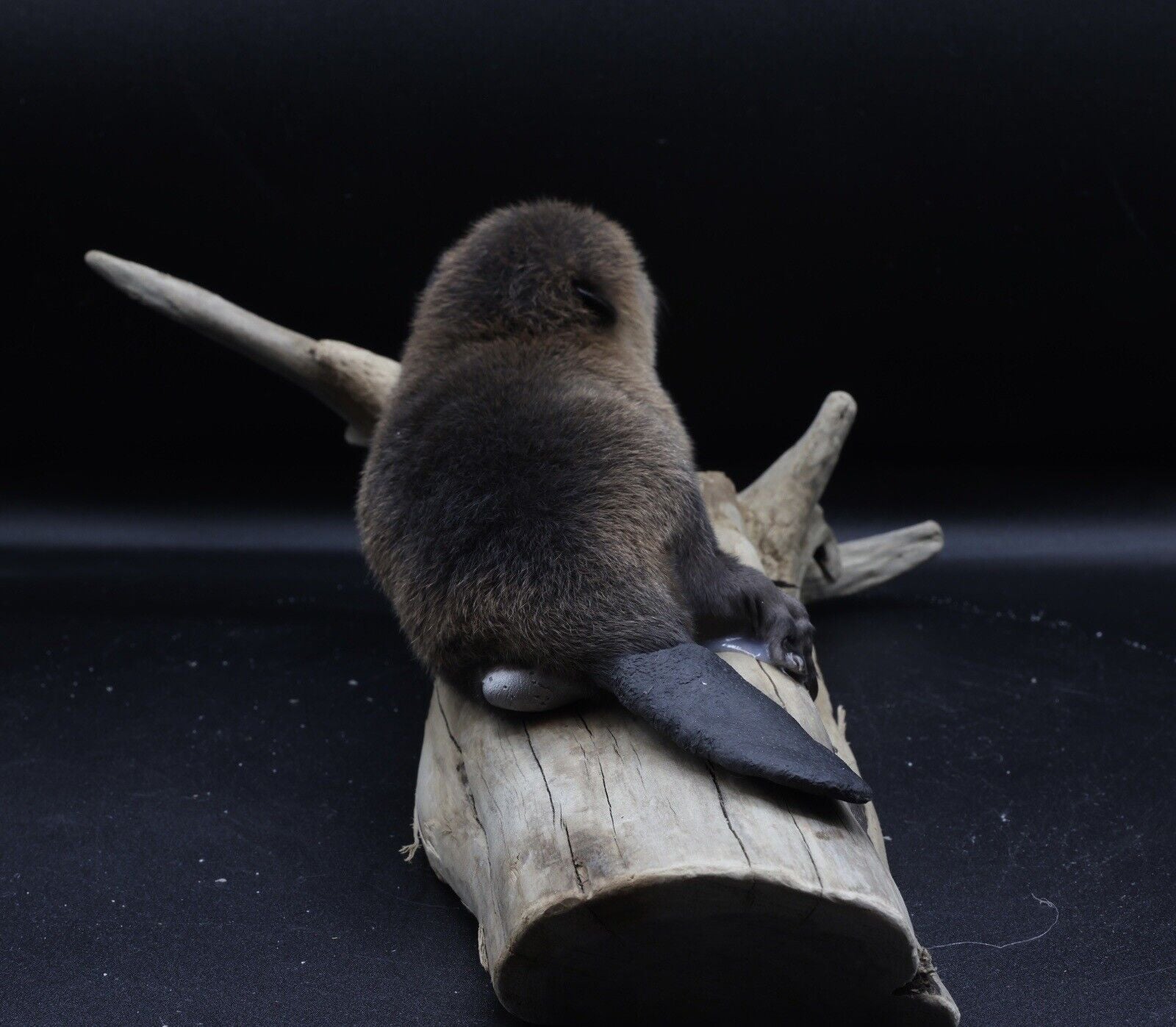 Museum Quality Beautiful Adorable Baby Beaver Kit Taxidermy Mount Art Wildlife