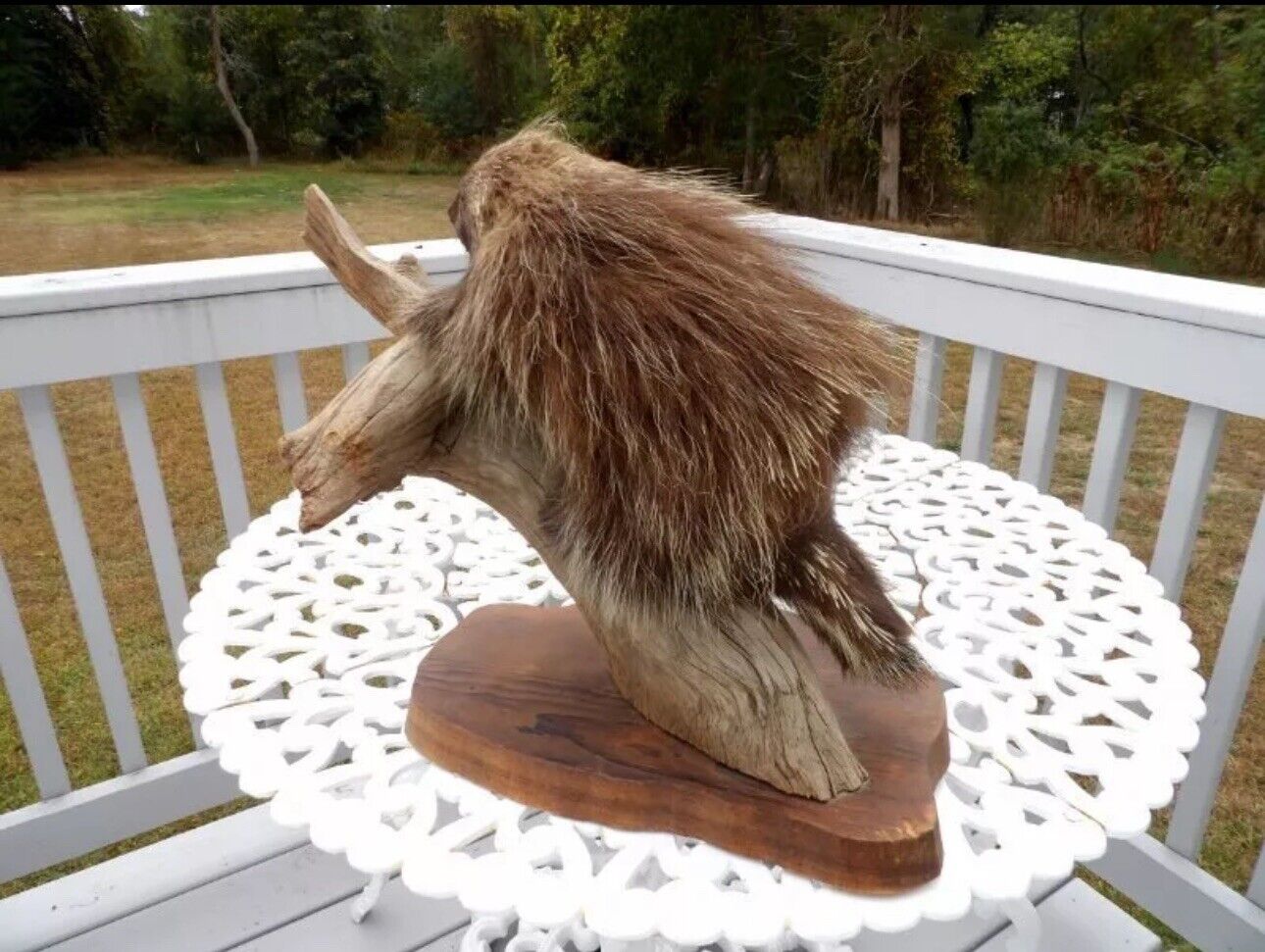 Old Taxidermy Porcupine Wooden Stand Cabin Decor