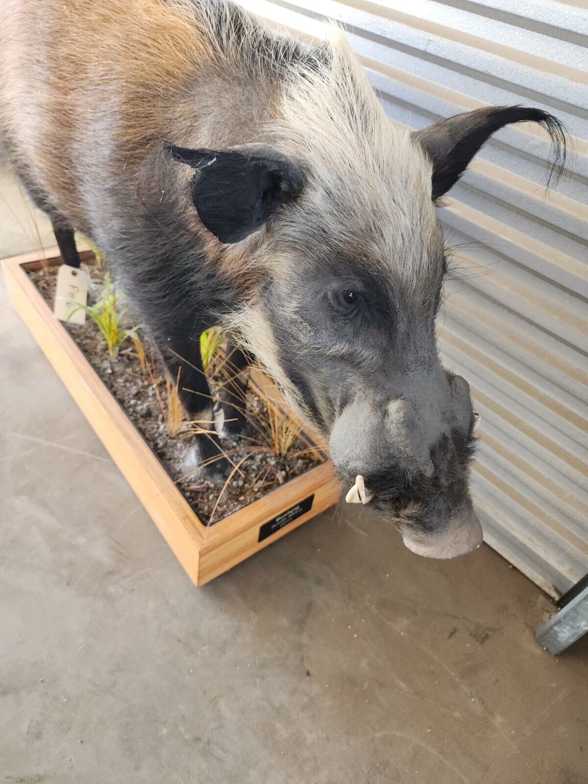 African Bush Pig Full Body Taxidermy Mount