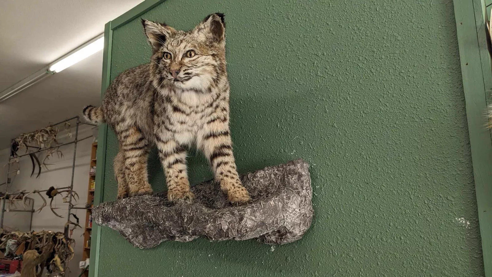 BOBCAT TAXIDERMY Wall Mount (Lynx rufus)