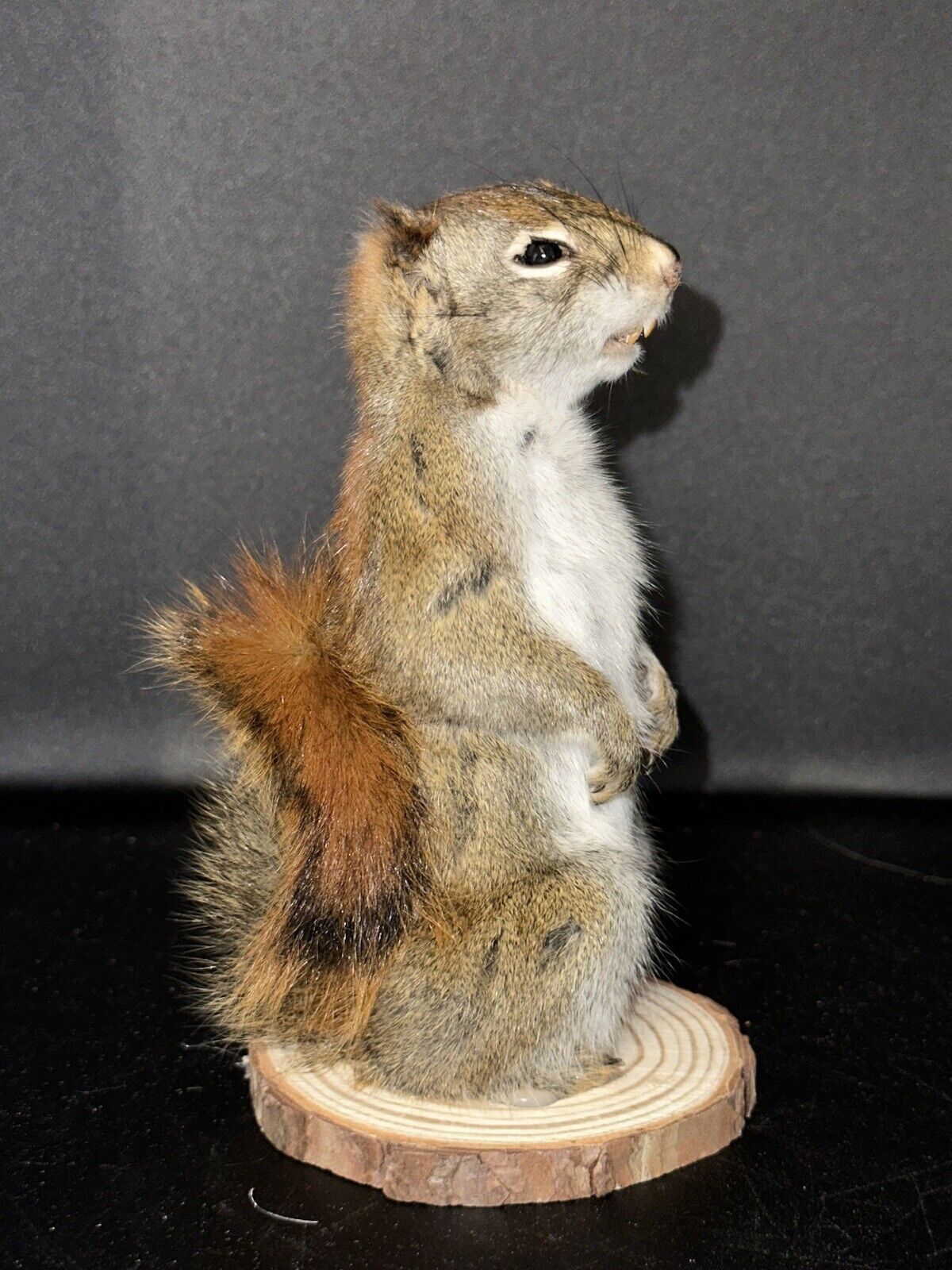 Beautiful Adorable Red Squirrel Small Animal Taxidermy Mount Art Wildlife 23S