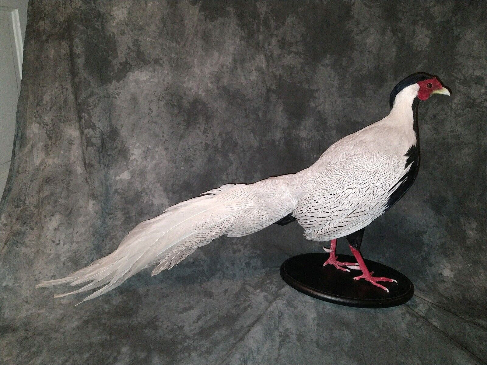 Silver pheasant Taxidermy Bird Mount