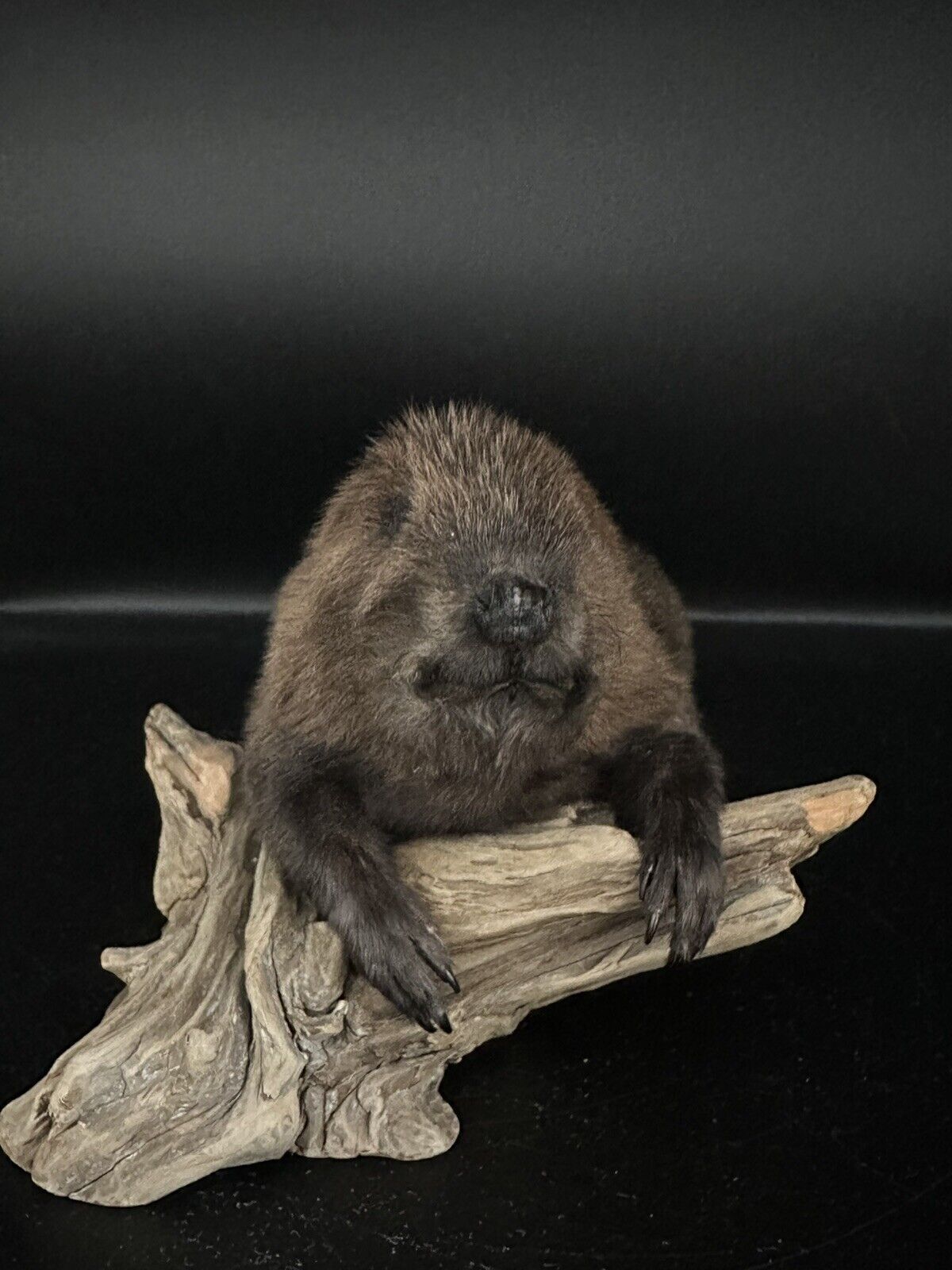 Beautiful Adorable Baby Beaver Kit Taxidermy Mount Art Wildlife 19B