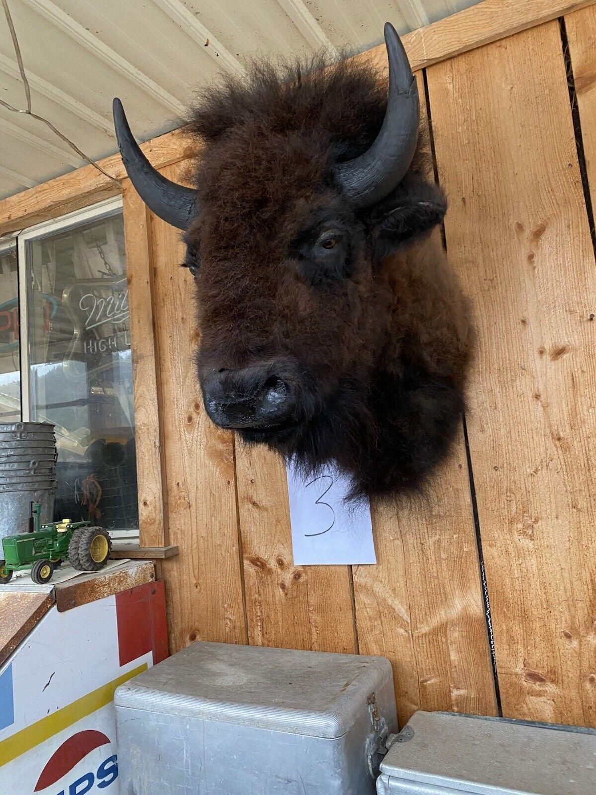 Real Bull Buffalo / Bison Shoulder Taxidermy Mount (you Get Exact One Pictured)